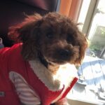 >愛犬の樹里です。