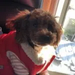 >愛犬の樹里です。